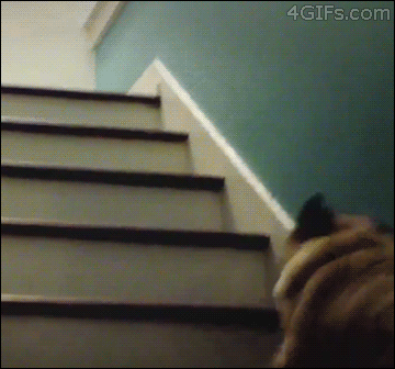 pug up stairs